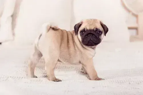 Pug Puppy | Apricot Color in Oddanchatram