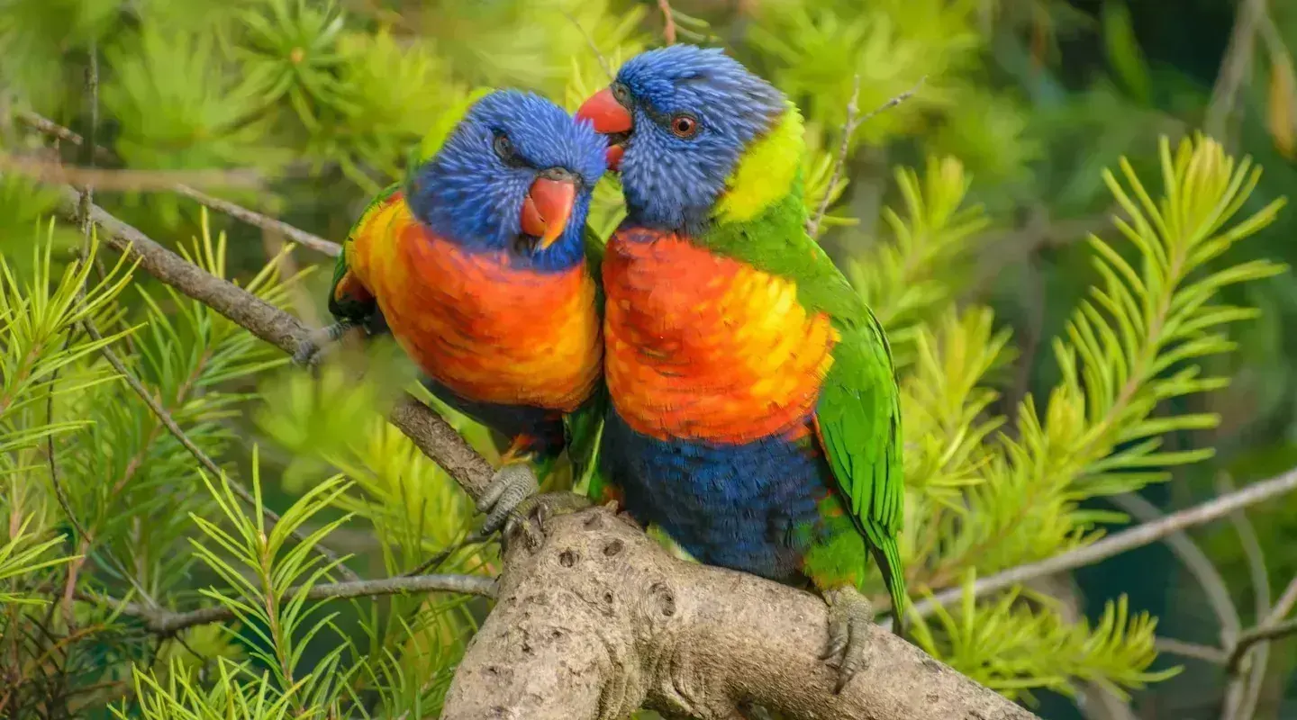 Rainbow Lorikeet