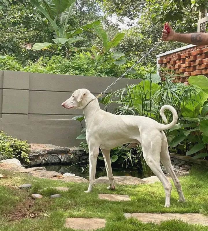 Rajapalayam Puppy — Rajapalayam Puppy available stock