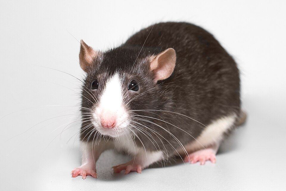 Rat