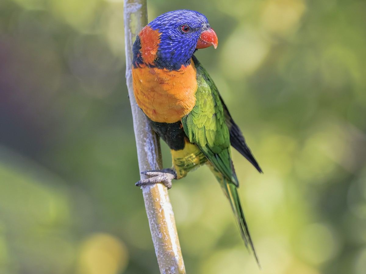 Red Collared Lorikeet in Oddanchatram