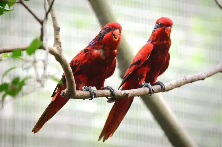 Red Lorikeet in Oddanchatram