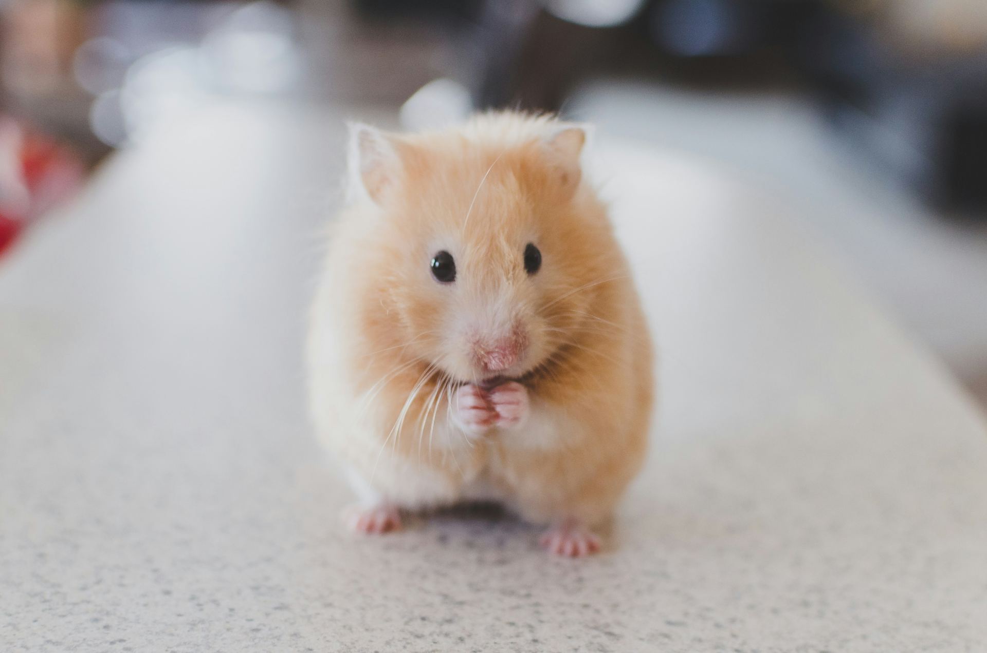 Syrian Hamster Babies - Syrian Hamster Babies - in MohaliSyrian Hamster Babies, a Syrian Hamster Babies in Mohali