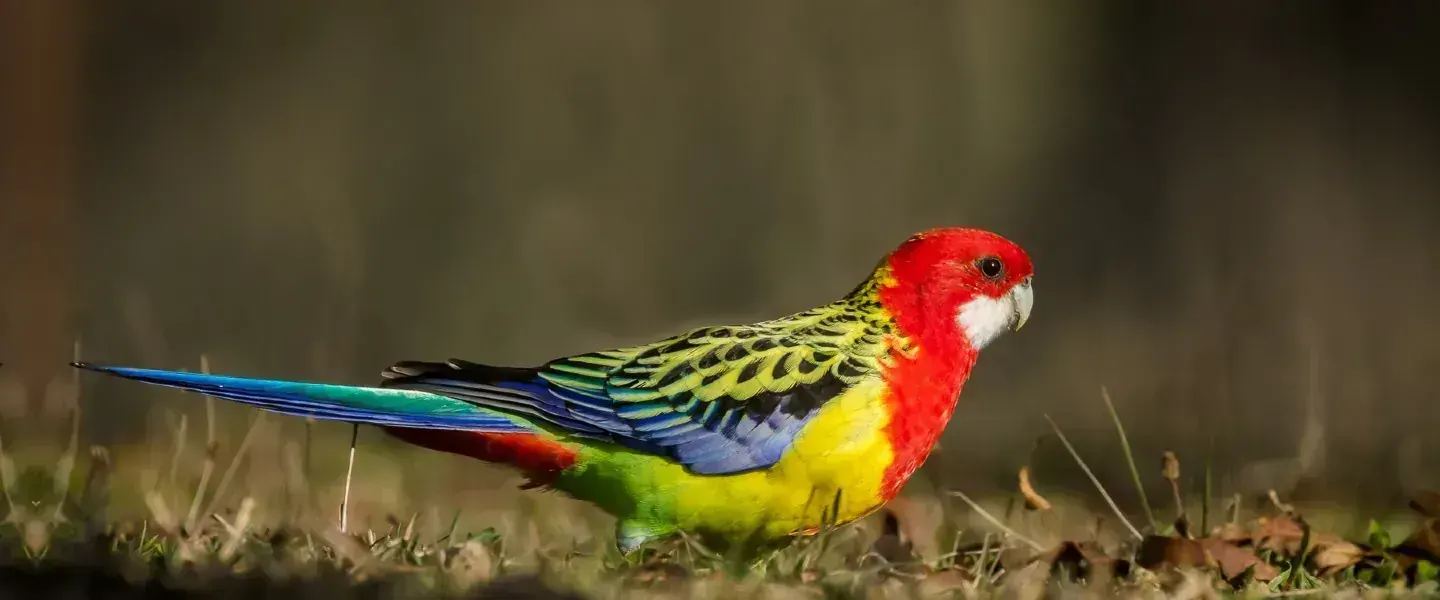 Rosella Bird in Oddanchatram