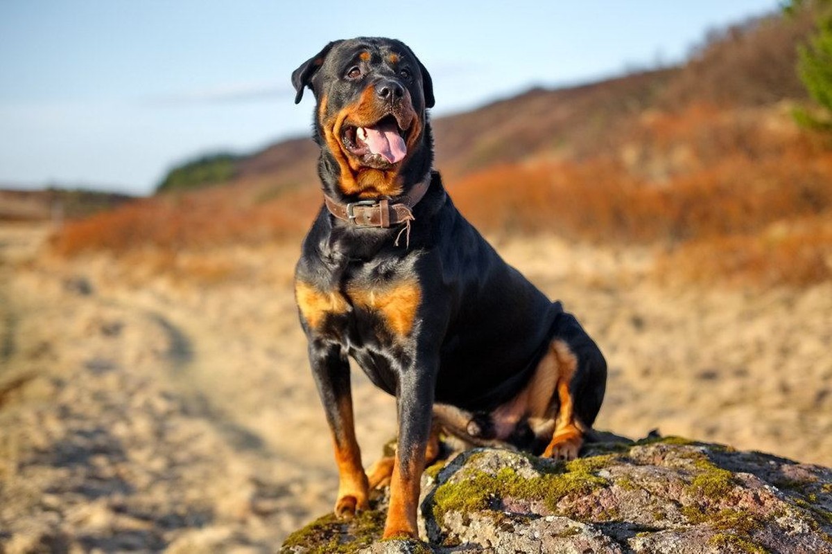 Rottweiler Puppy in Devarakadra