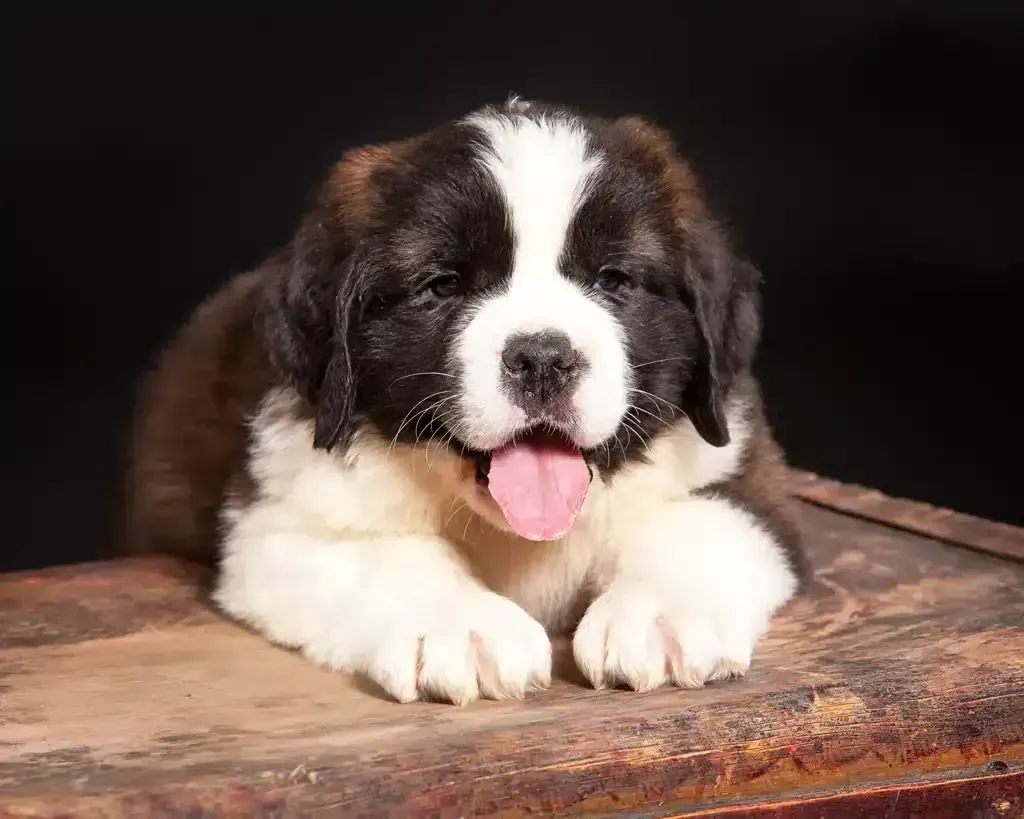 Saint Bernard Puppy in Oddanchatram
