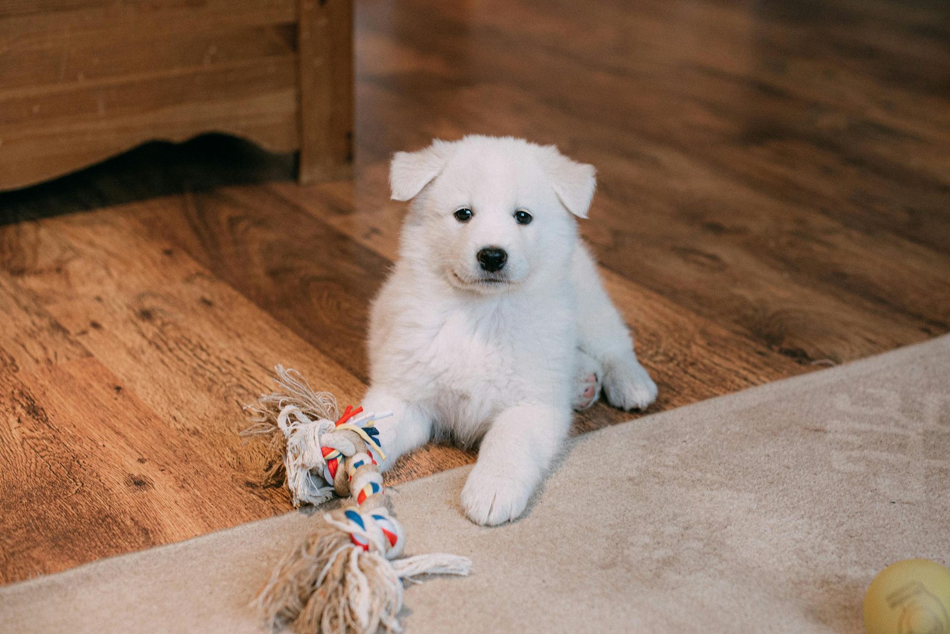 Samoyed Puppy | White in Oddanchatram