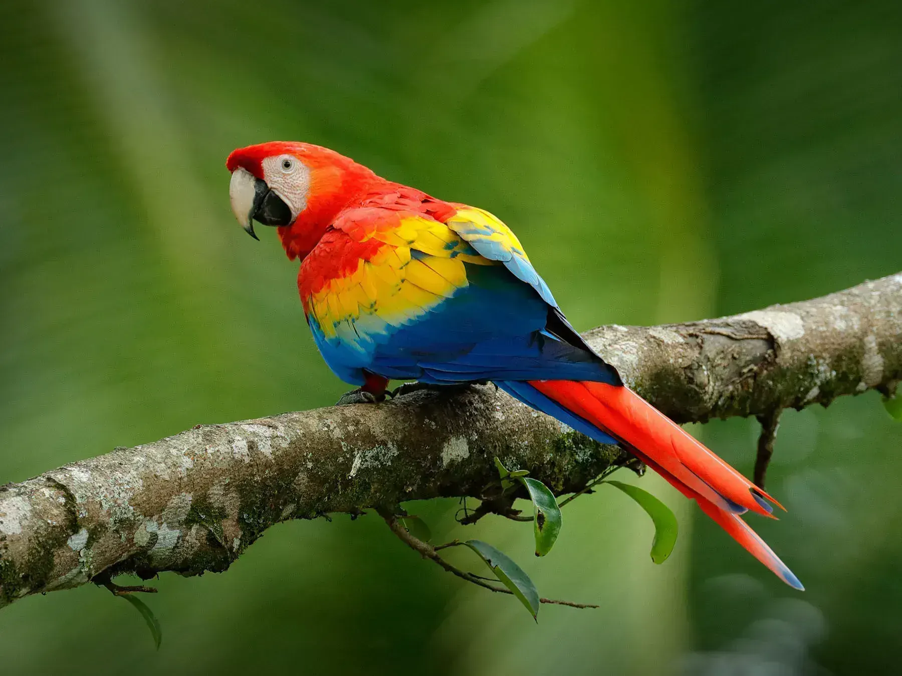 Scarlet Macaw in Oddanchatram