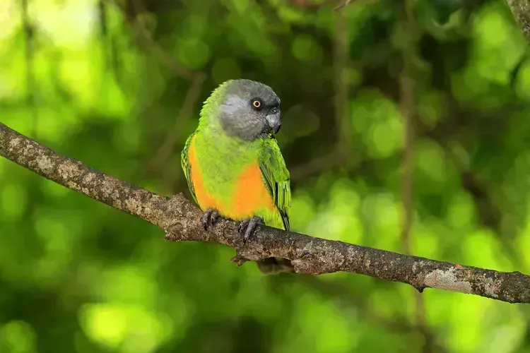 Senegal Parrot in Oddanchatram