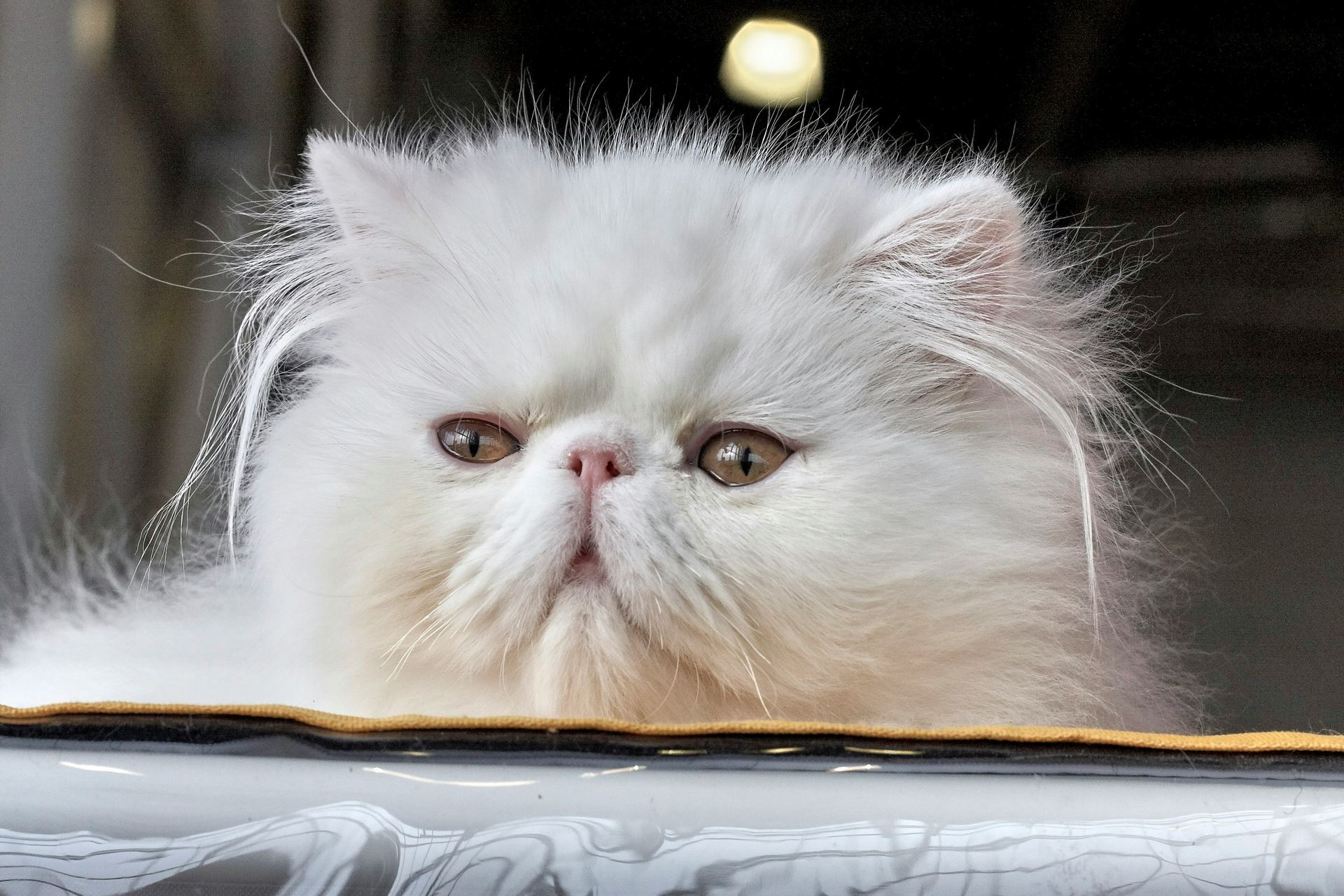 Persian Kitten (Punch Face) kitten available in Koduru