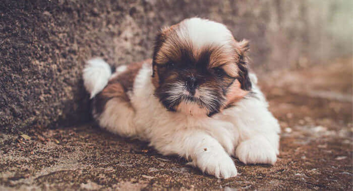 Shih Tzu Puppy Brown & White in Oddanchatram