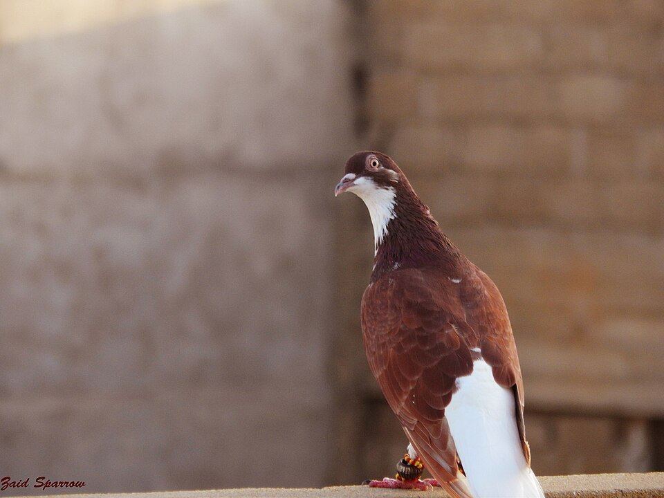Shirazi Pigeon