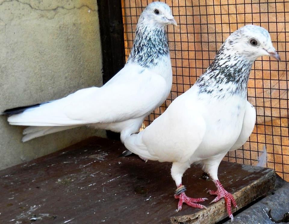 Sialkoti Pigeon