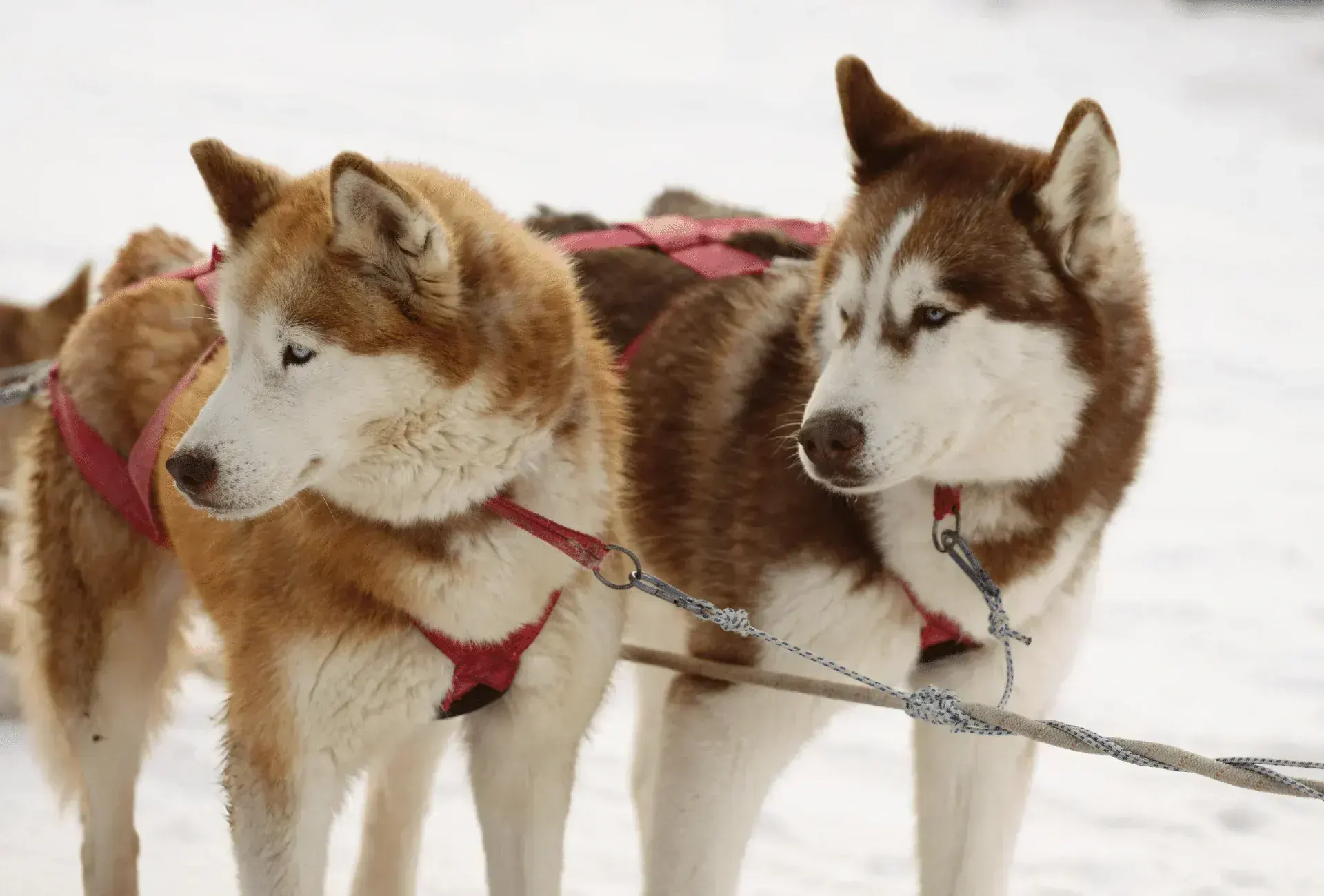 Siberian Husky Puppy | Copper & White Color in Oddanchatram