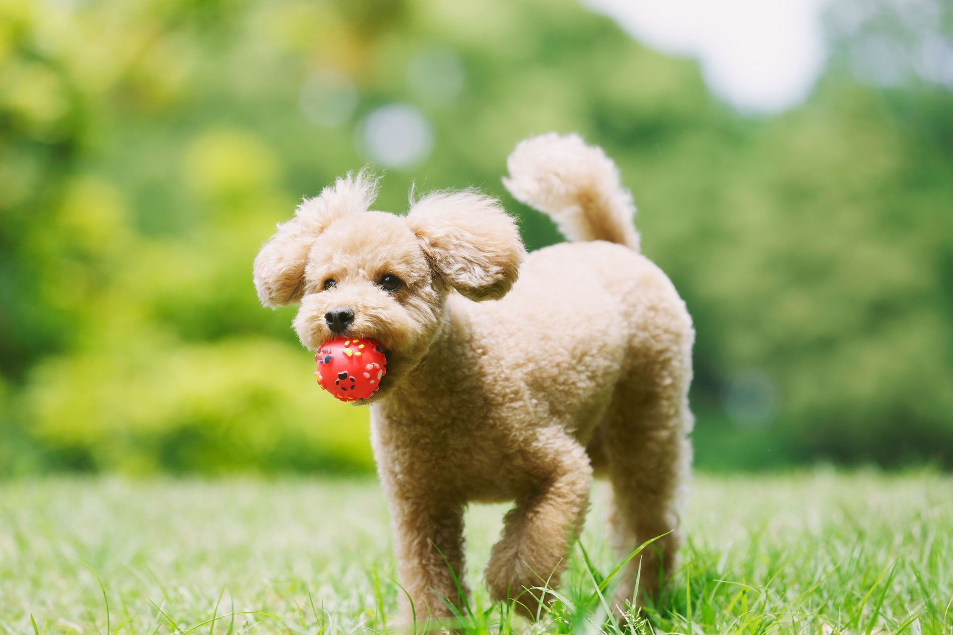 Standard Poodle Puppy in Oddanchatram