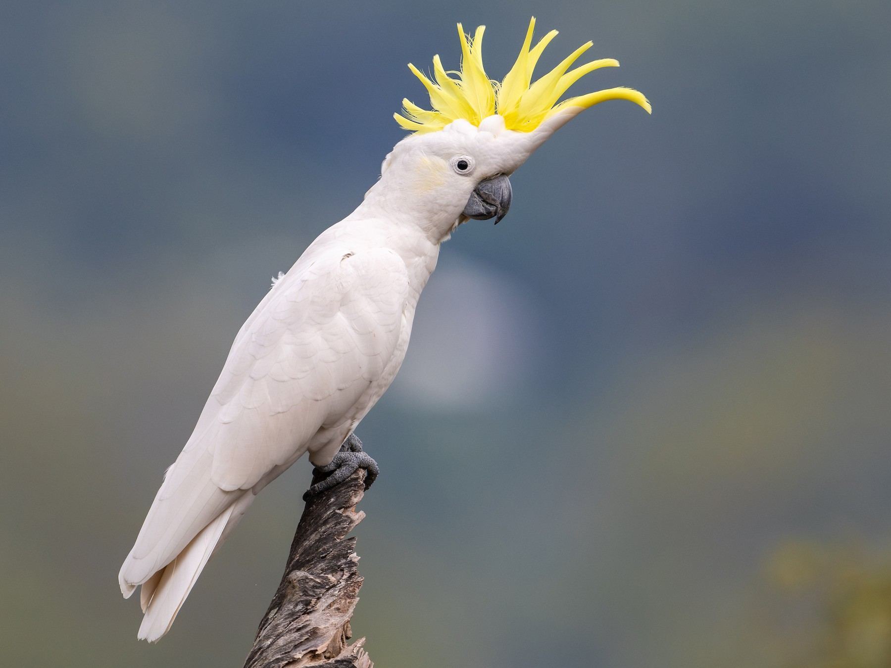 Sulphur Crested Cockatoo in Oddanchatram