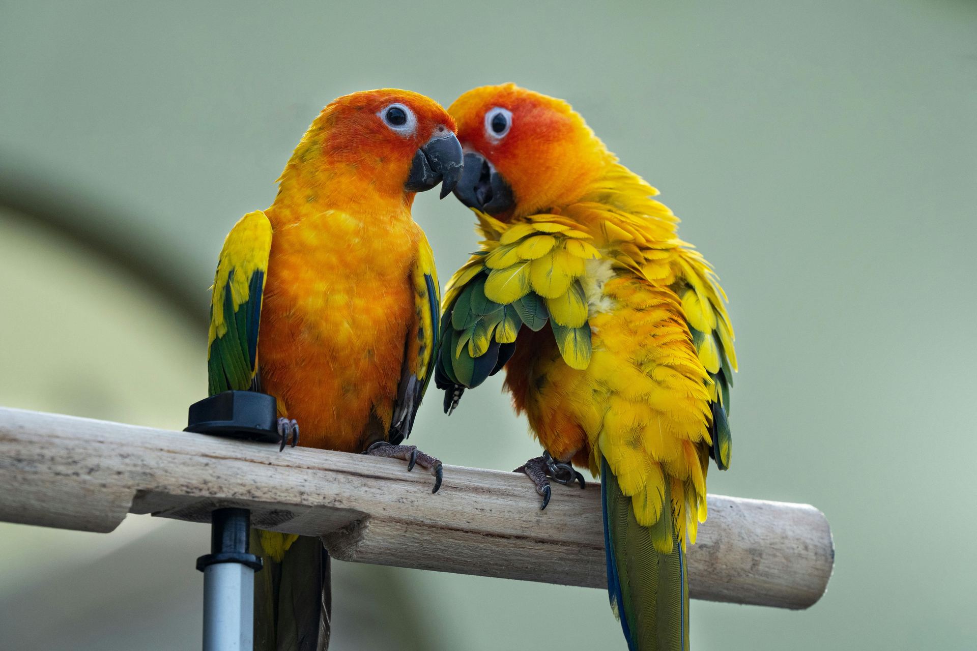 Sun Conure in Oddanchatram
