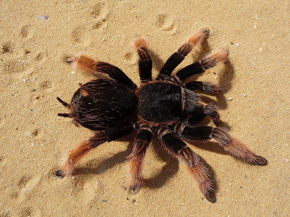 Tarantula