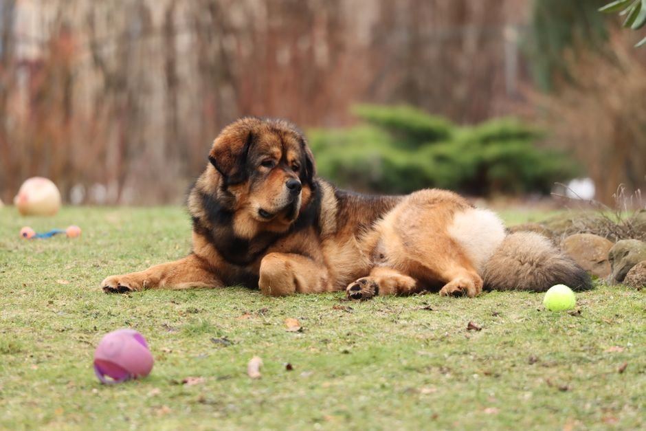 Tibetan Mastiff Puppy - Tibetan Mastiff Puppy