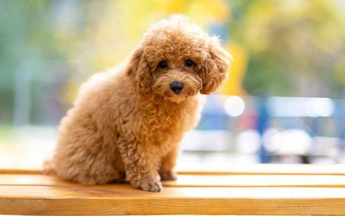 Toy Poodle Puppy in Devarakadra