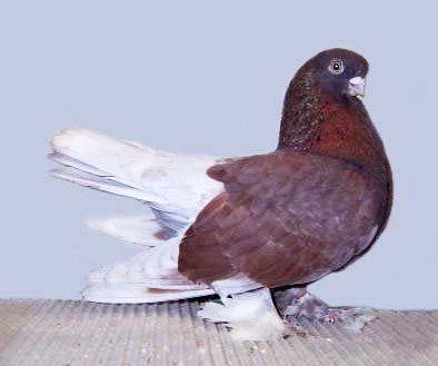 Tumbler Pigeon