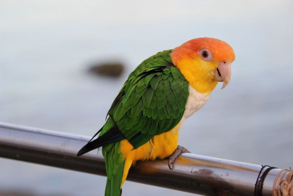 White Bellied Caique - White Bellied Caique