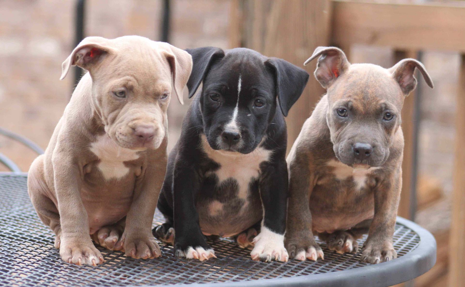 Pitbull Terrier Puppy - Pitbull Terrier Puppy - in Nearby Pets IndiaPitbull Terrier Puppy, a Pitbull Terrier Puppy in Gurgaon