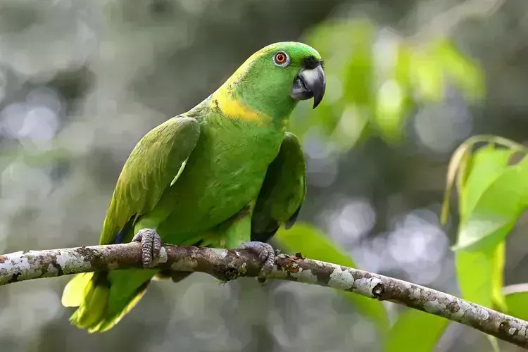 Yellow Naped Amazon - Yellow Naped Amazon