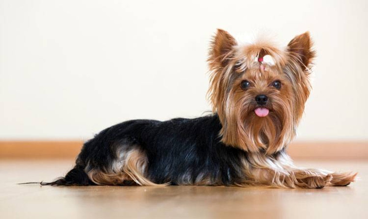 Yorkshire Terrier Puppy in Devarakadra