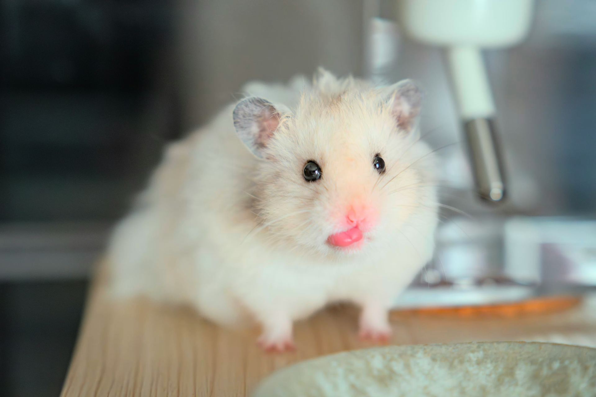 Syrian Hamster Babies - Syrian Hamster Babies