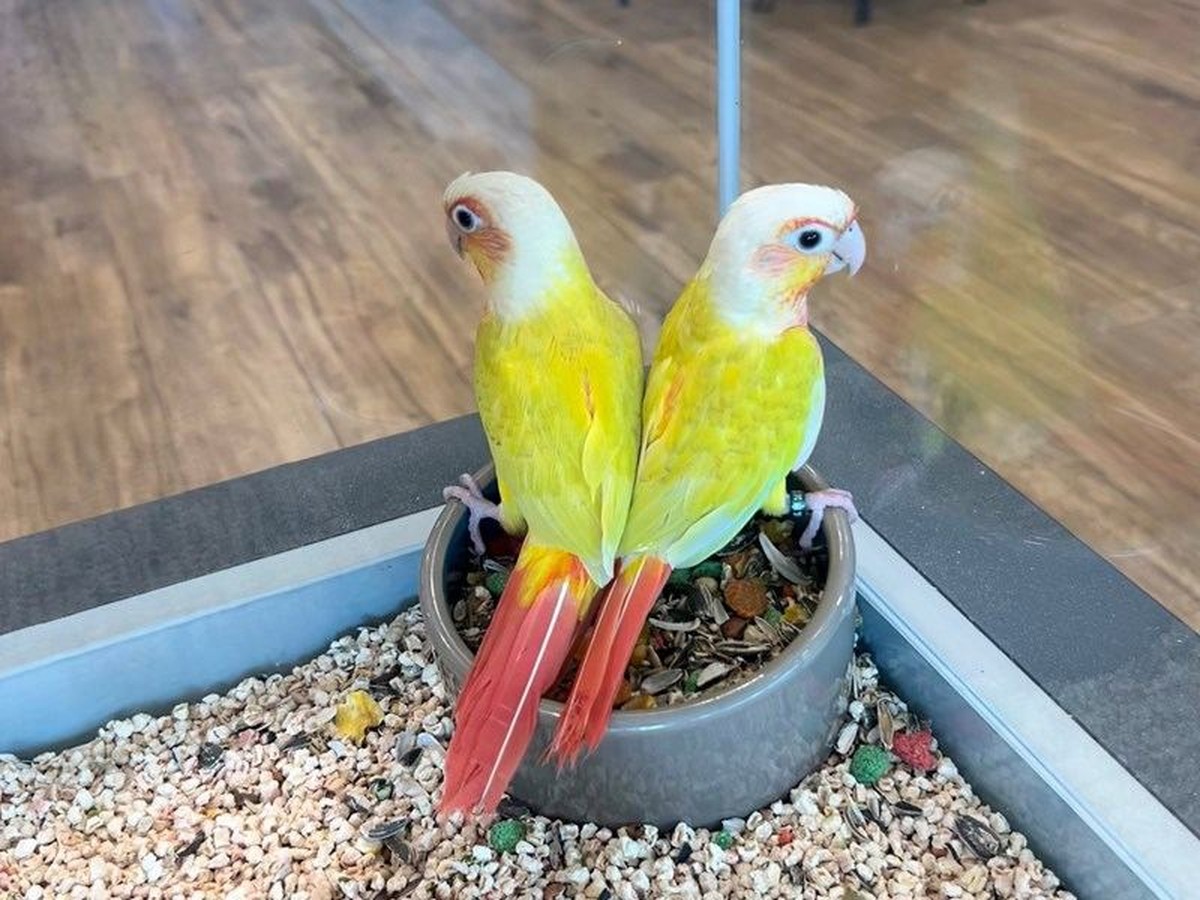 Sun Cheek Conure