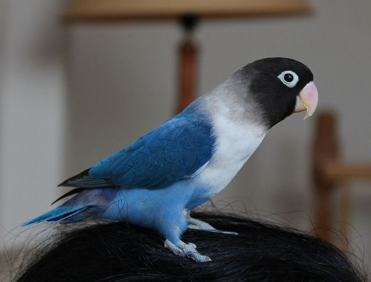 African Love Birds | Violet Mask