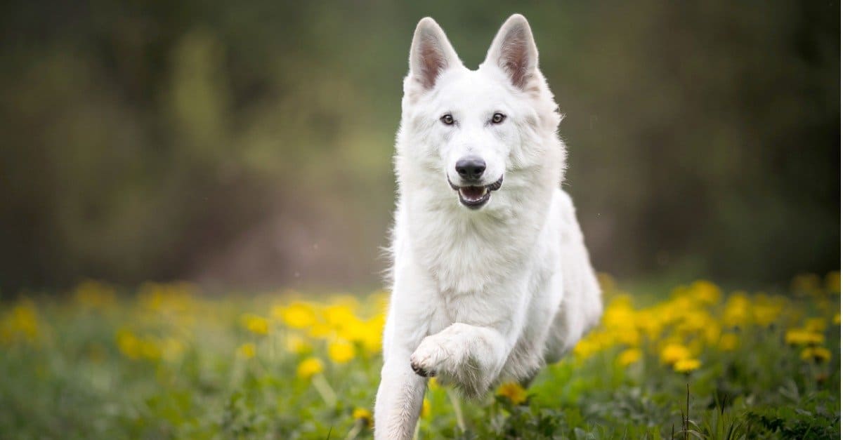 German Shepherd | Pure White