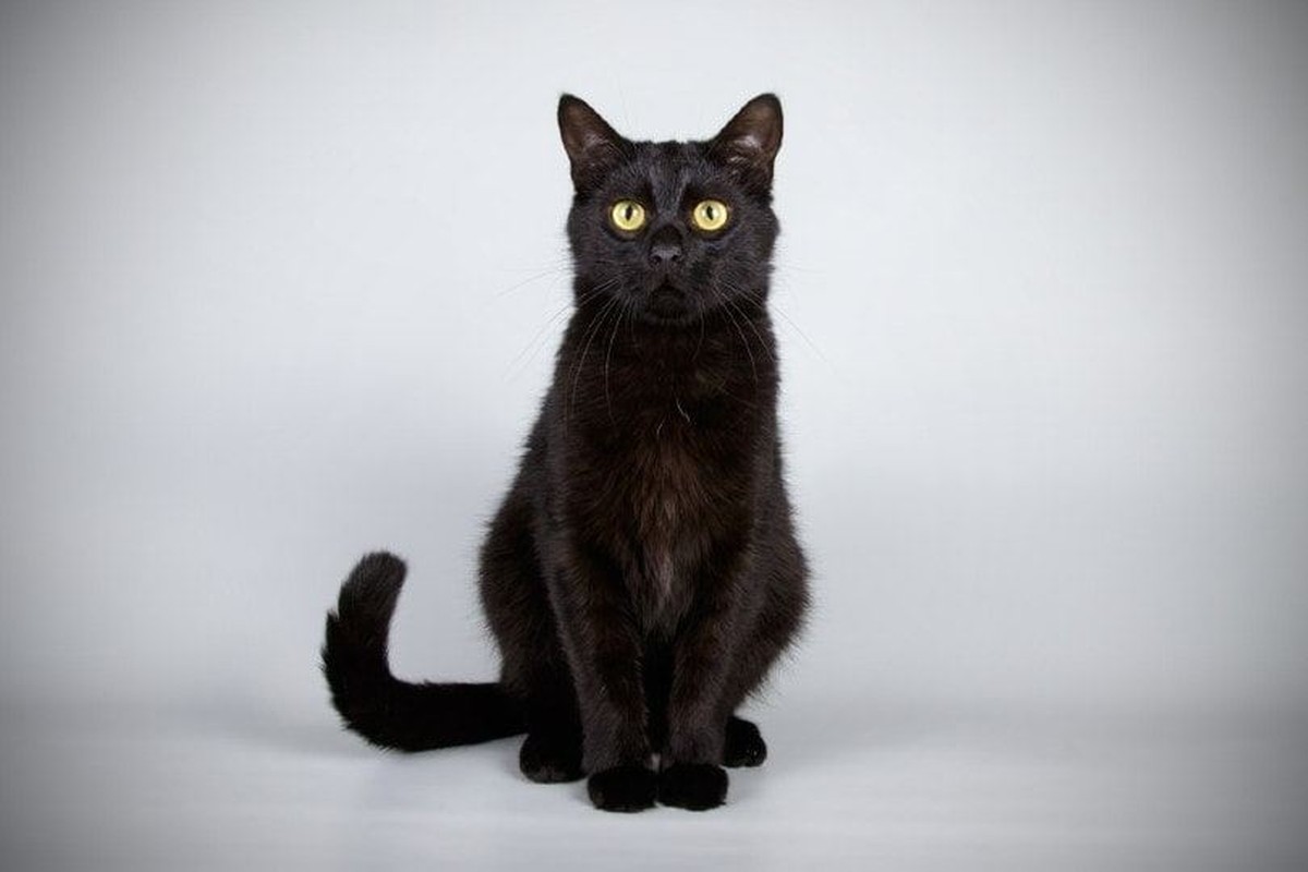 Bombay Kitten