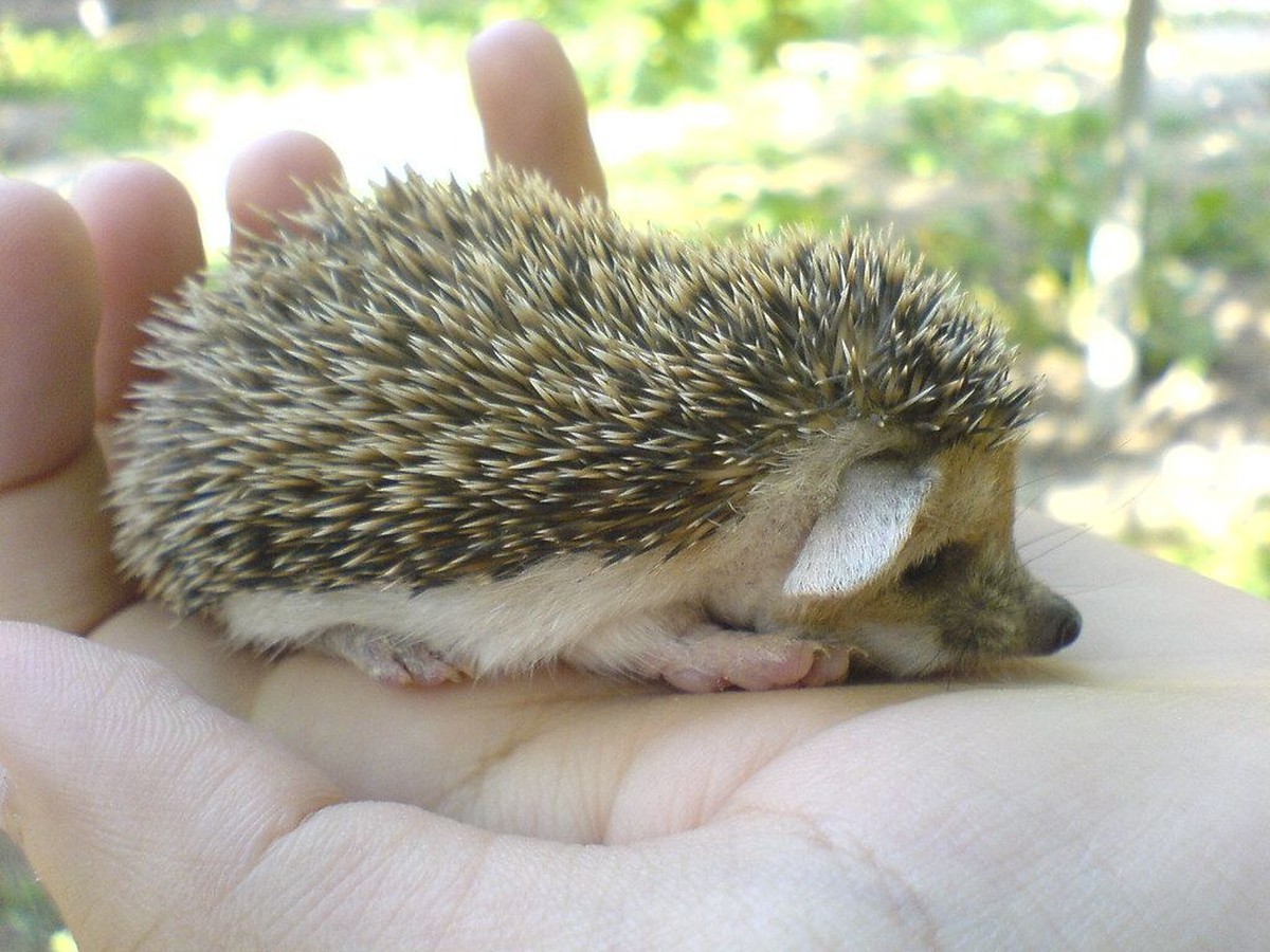 Hedgehogs | Babies & Adults
