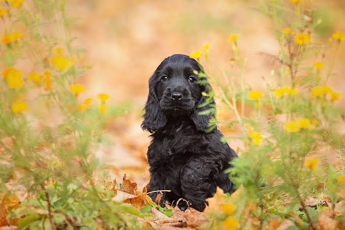 Cocker Spaniel Puppy | Black Color