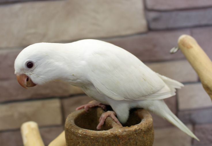 Albino Monk in Oddanchatram