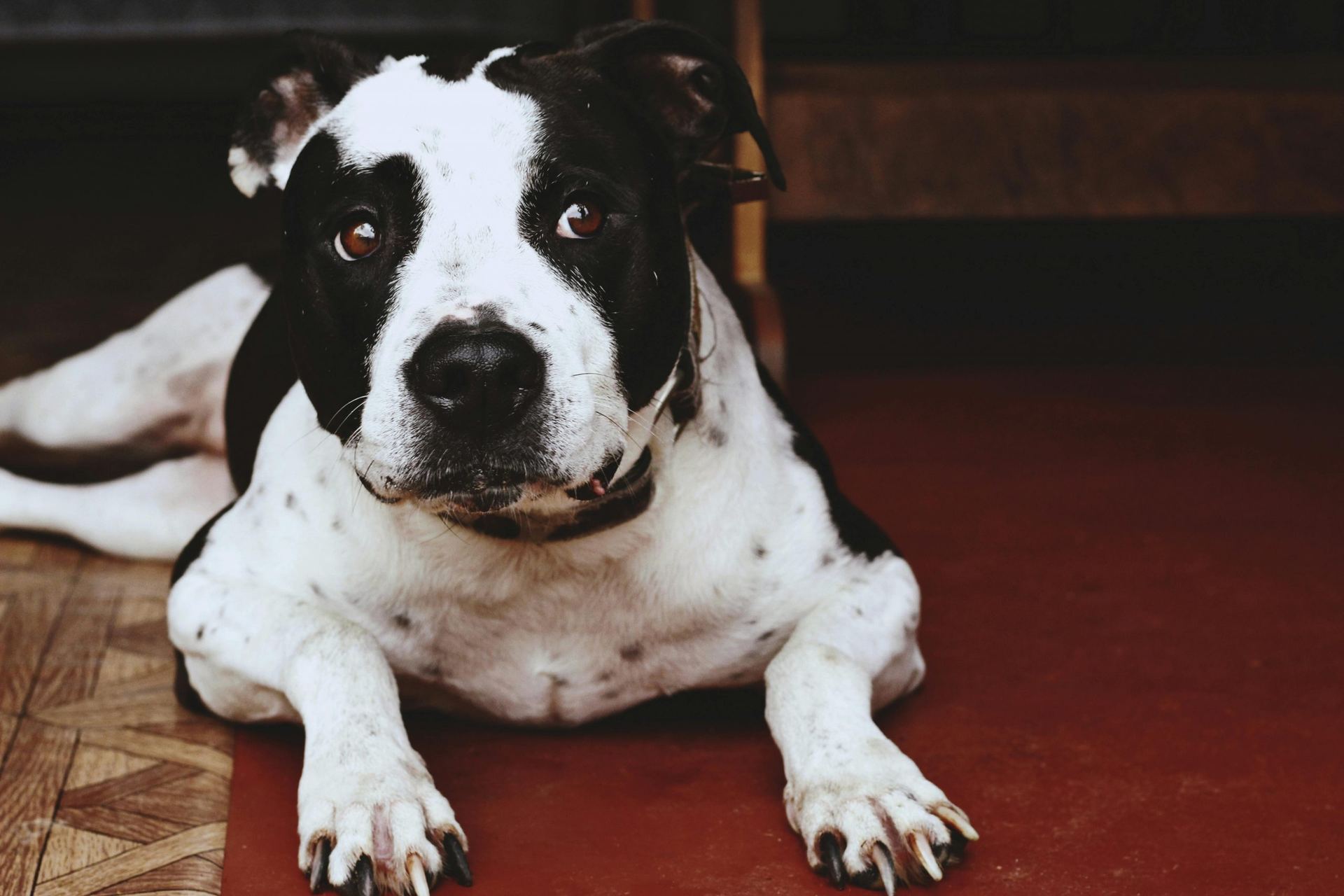 American Bully Standard Size Puppy in Oddanchatram
