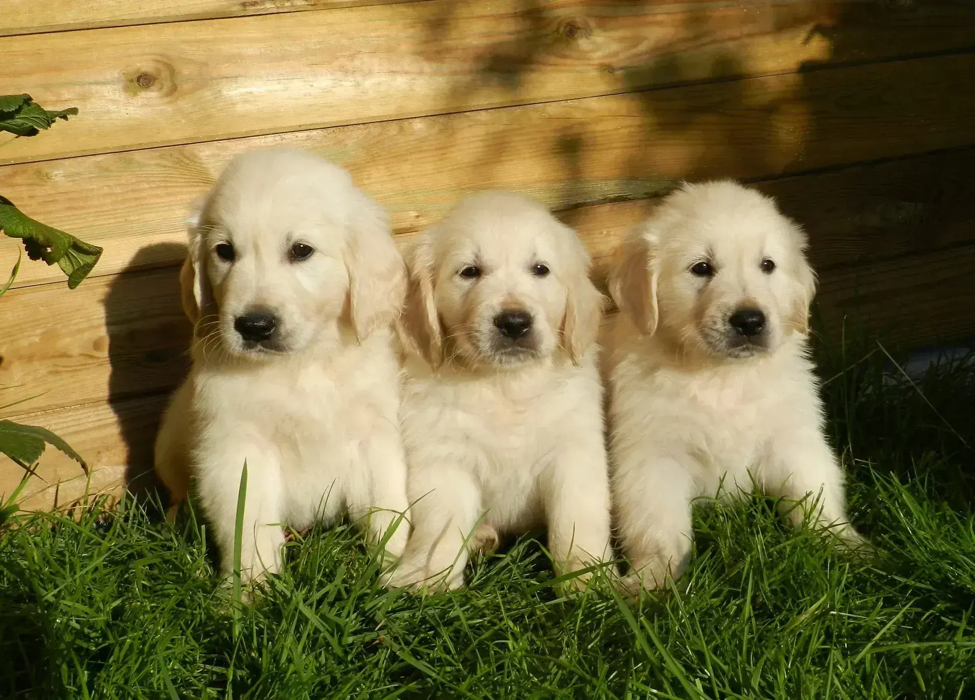 Golden Retriever in Oddanchatram