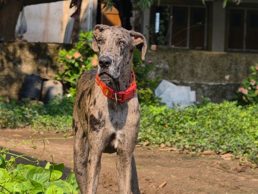 Great Dane Puppy | Brindle for sale in Kuchaikote