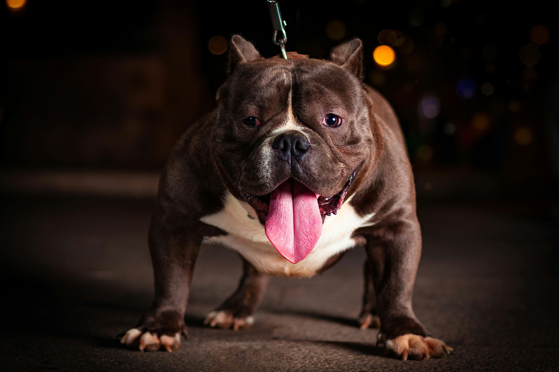 American Bull Dog | Pocket Size dog in Kerameri