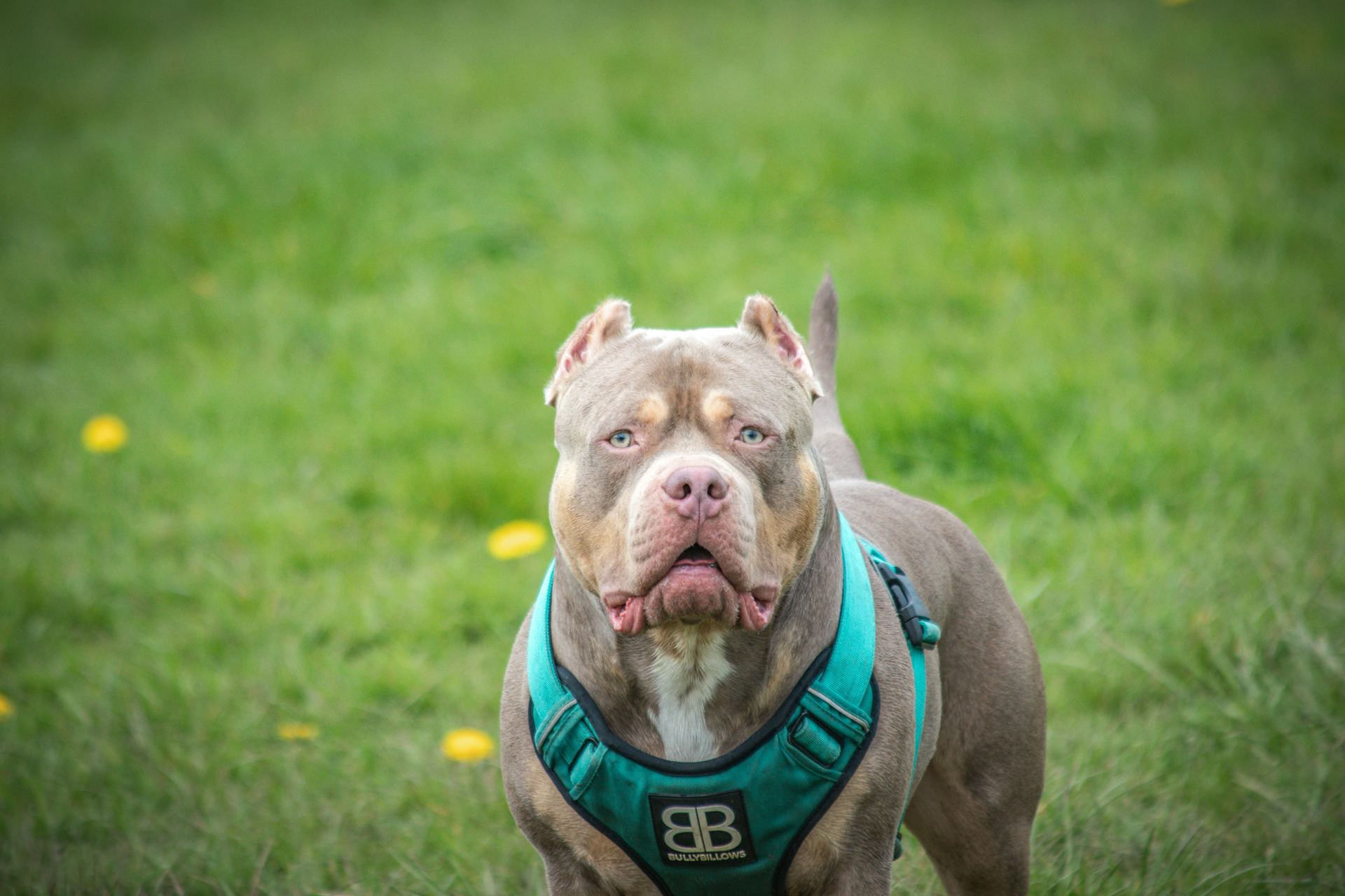 American Bull Dog | Pocket Size available in Kerameri