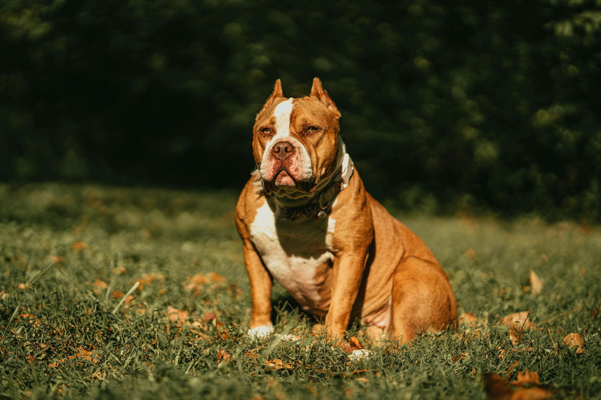 American Bull Dog | Pocket Size puppy in Kerameri