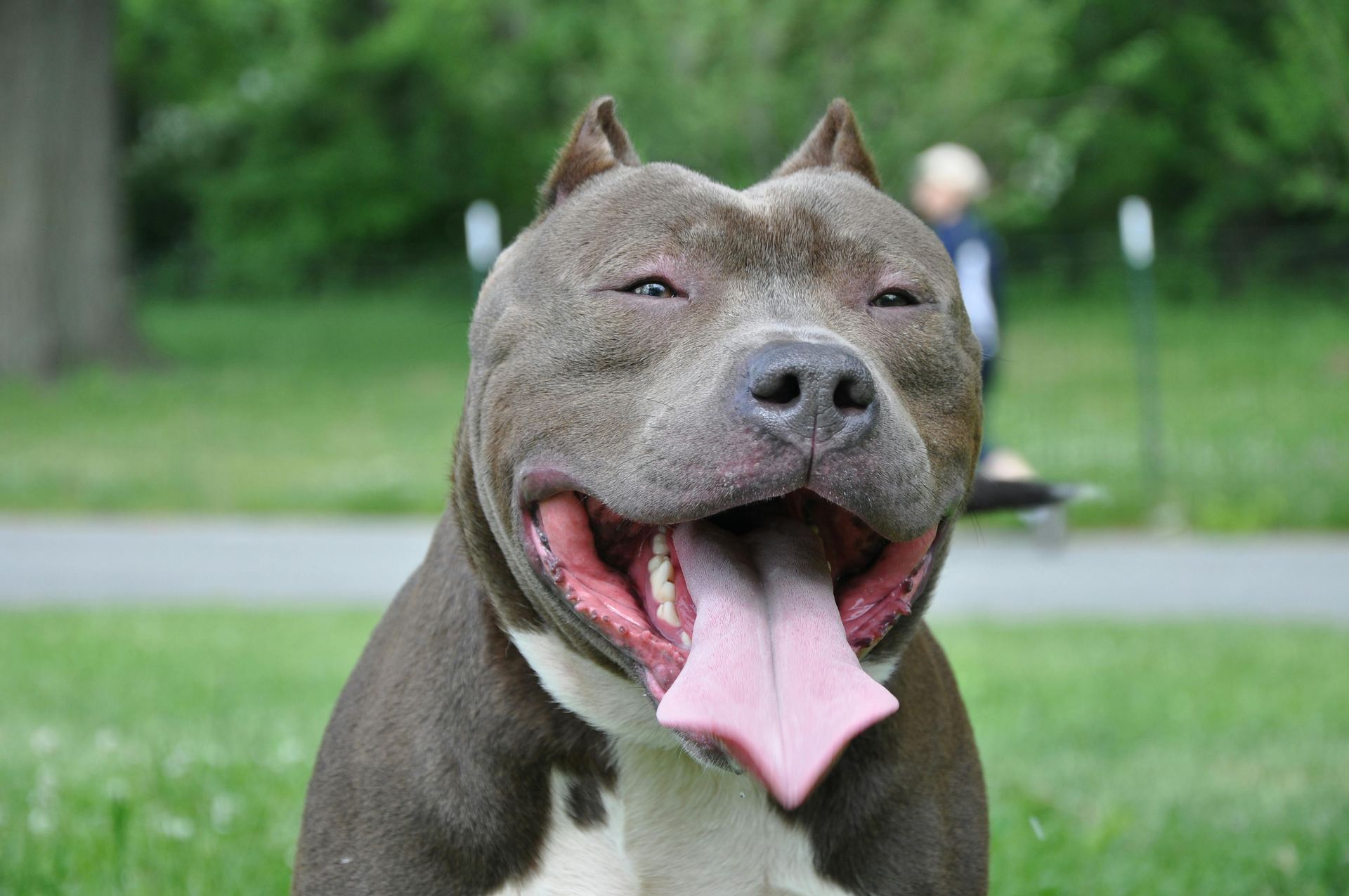 American Bull Dog | Pocket Size in Oddanchatram