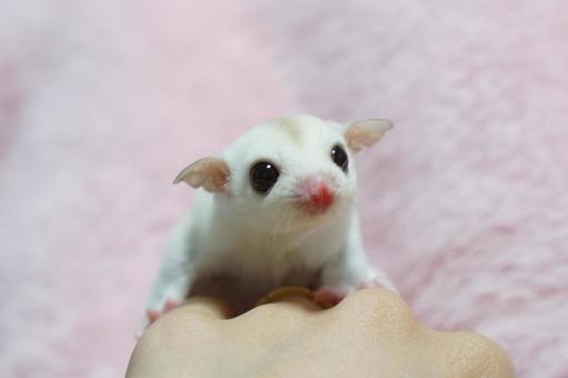 Sugar Glider | White (Lucy) in Oddanchatram