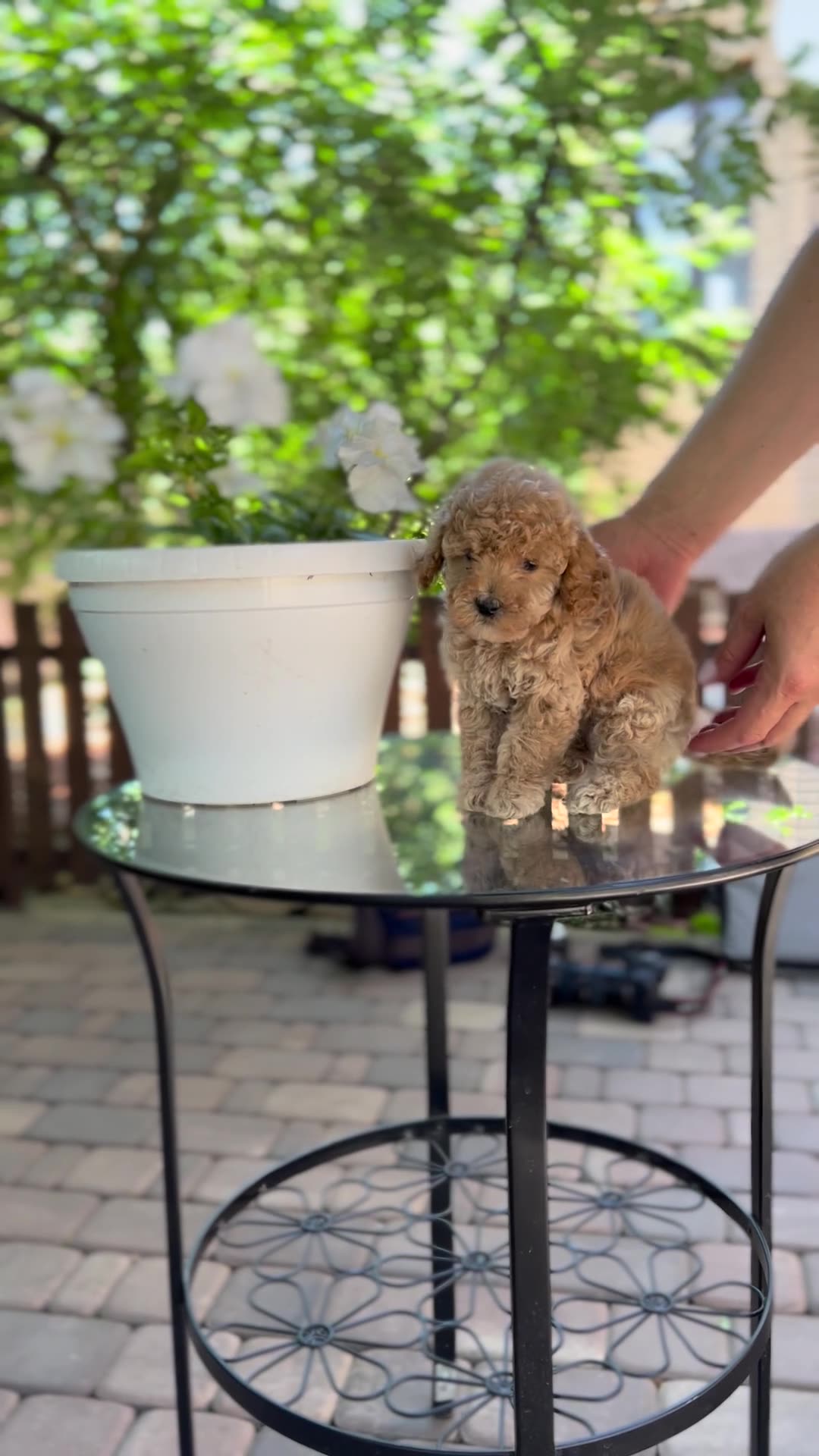 Toy Poodle Puppy