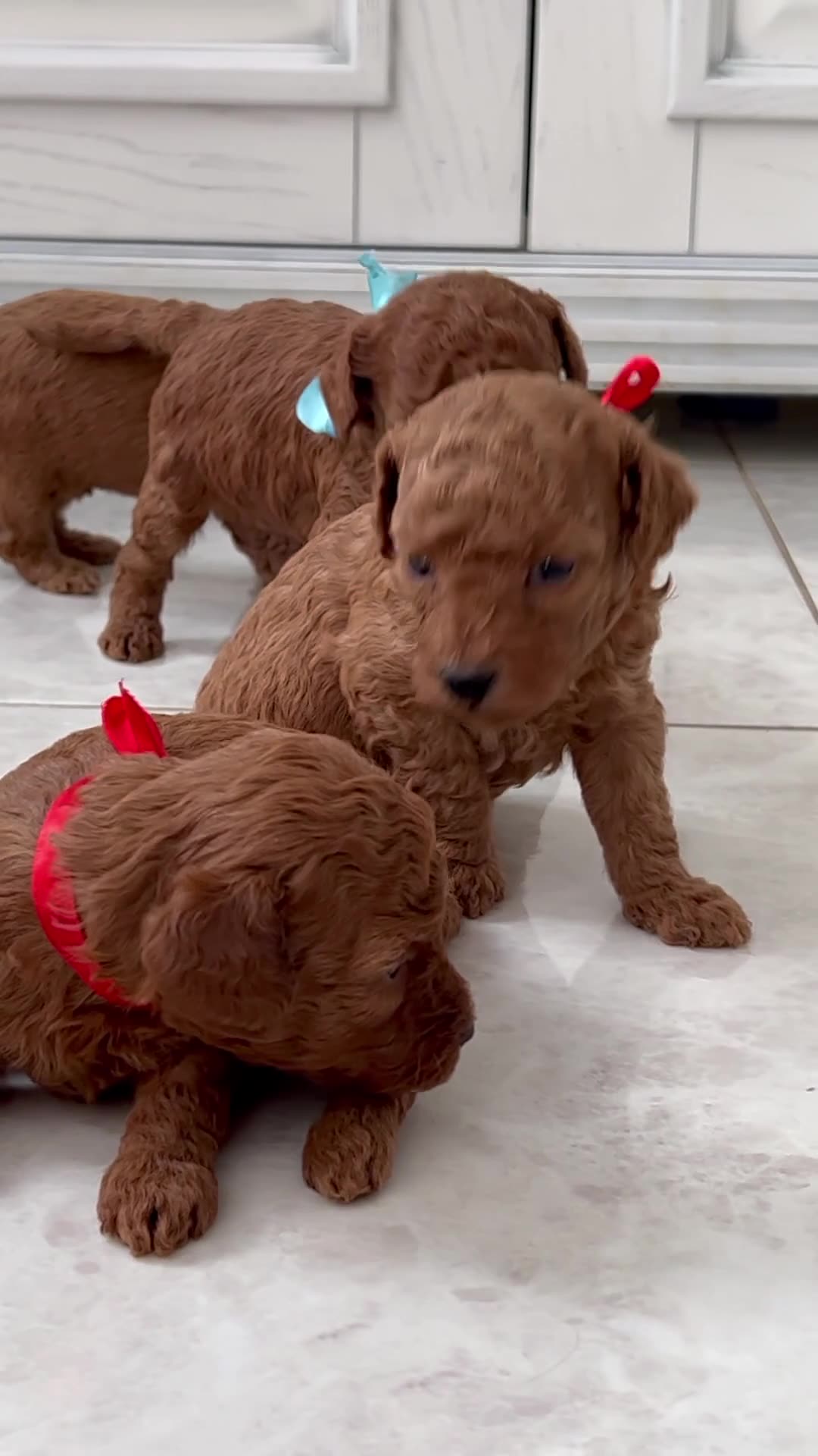 Standard Poodle Puppy