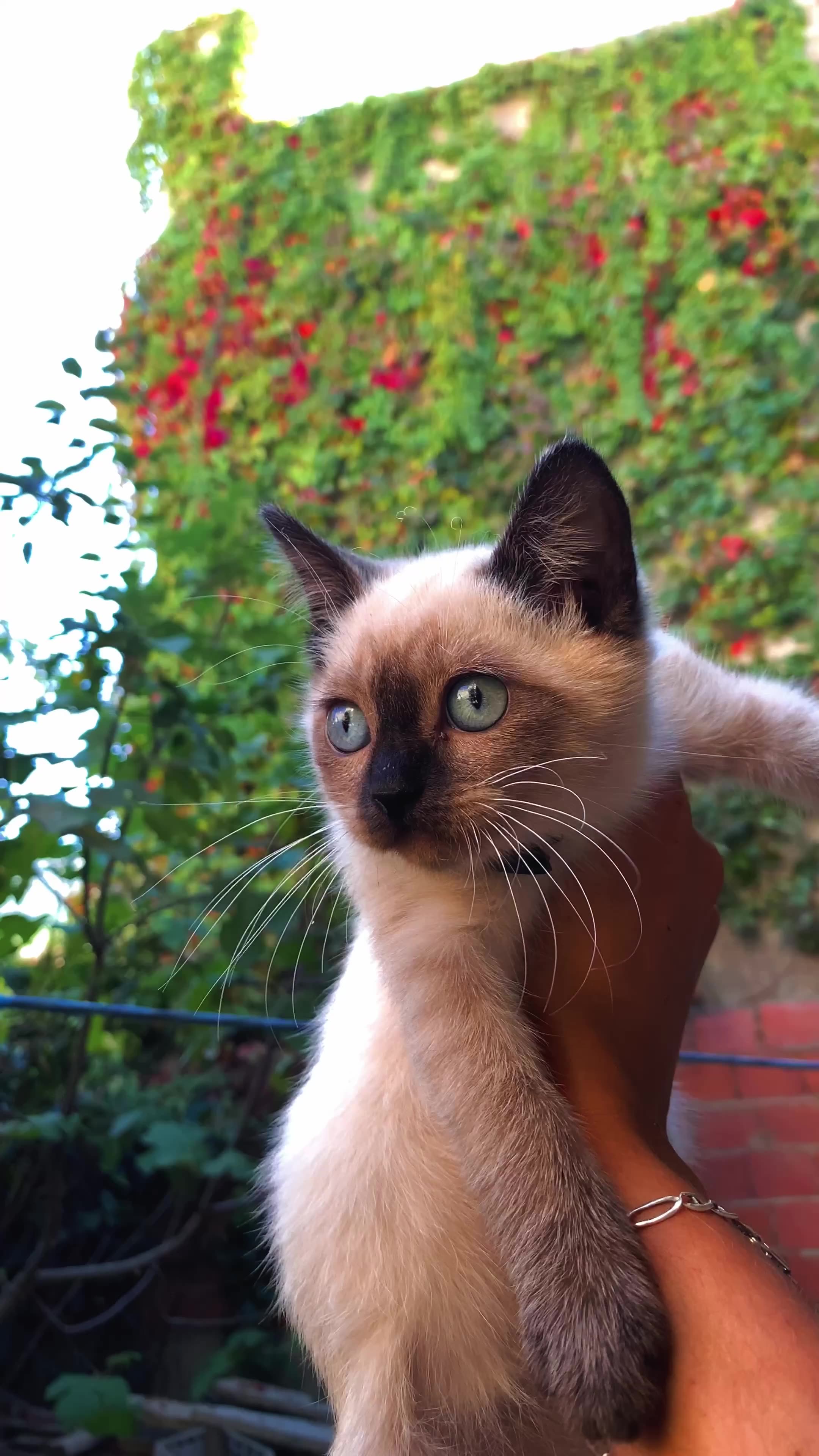 Siamese Kitten
