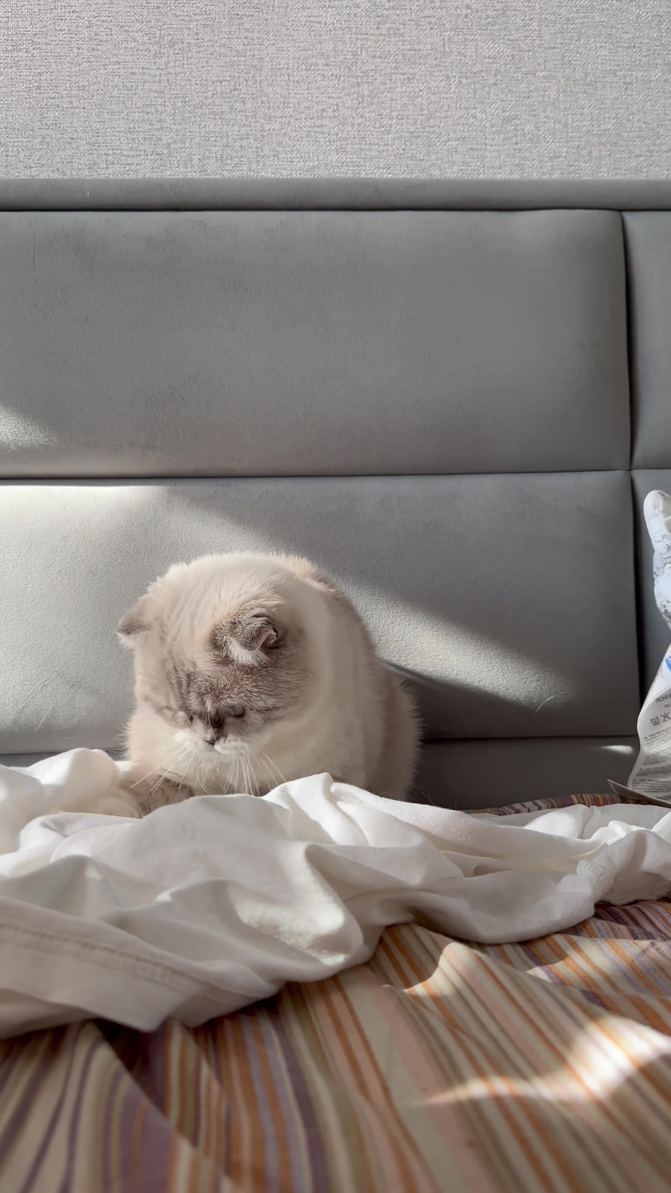 Scottish Fold | Chincila Variations
