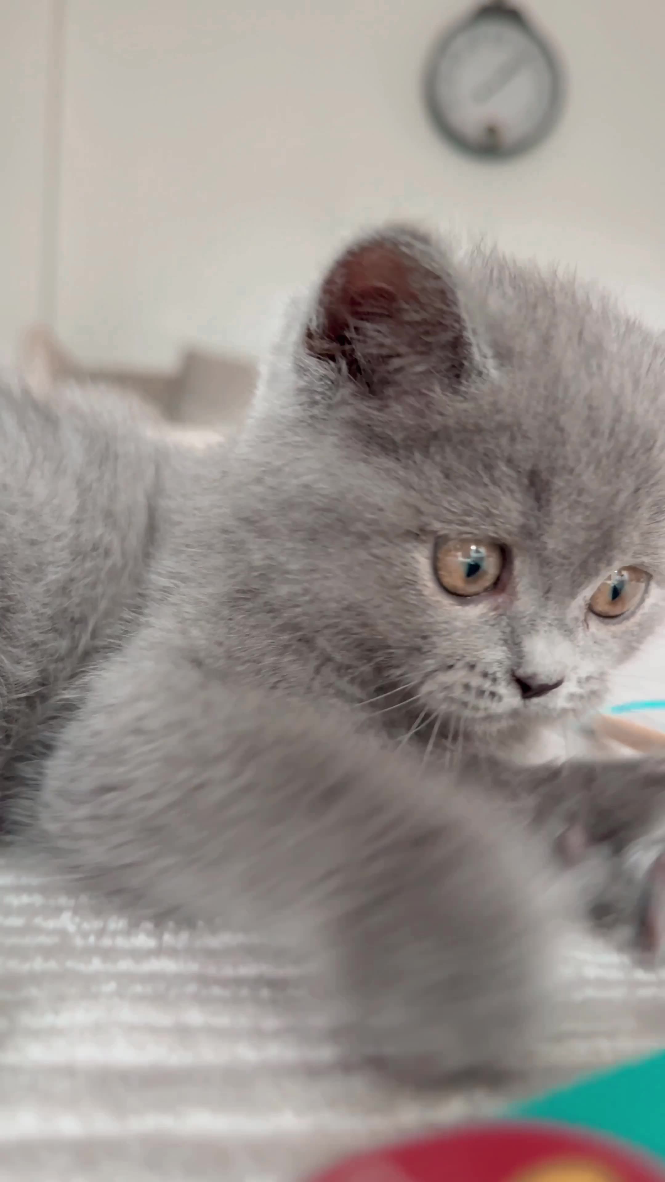 British Short Hair Kittens